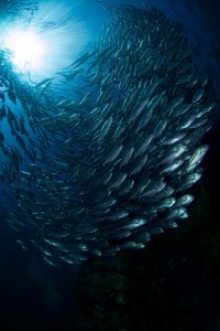 Taggmackril i Tulamben