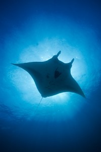 mantaRajaAmpat