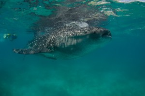 Majken och mamma ses brevid valhajen