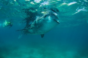 Undervattensfotograf Stefan Beskow-3-2