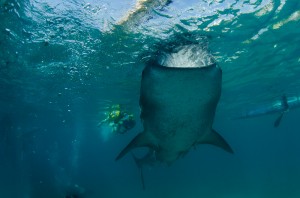 Undervattensfotograf Stefan Beskow-4-2