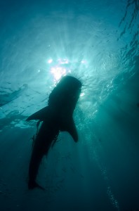 Undervattensfotograf Stefan Beskow-6