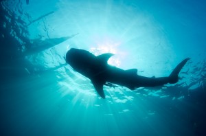 Undervattensfotograf Stefan Beskow-7