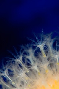 Fotograf Stefan Beskow