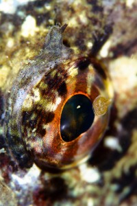 Fotograf Stefan Beskow