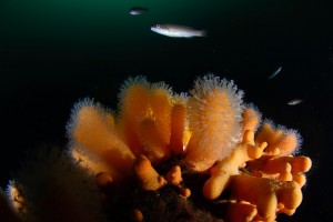 Fotograf Stefan Beskow