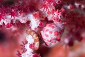 Pygmé seahorse