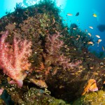 Undervattensfotografering på Bali