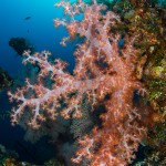 Undervattensfotografering på Bali