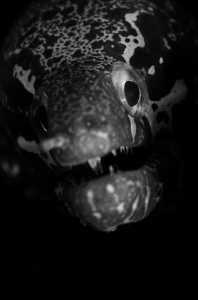 Undervattensfotograf Stefan Beskow