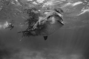 Undervattensfotograf Stefan Beskow