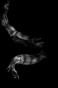 Undervattensfotograf Stefan Beskow