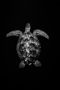 Undervattensfotograf Stefan Beskow