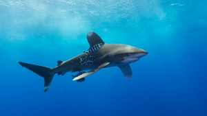 Oceanic (1 av 1)